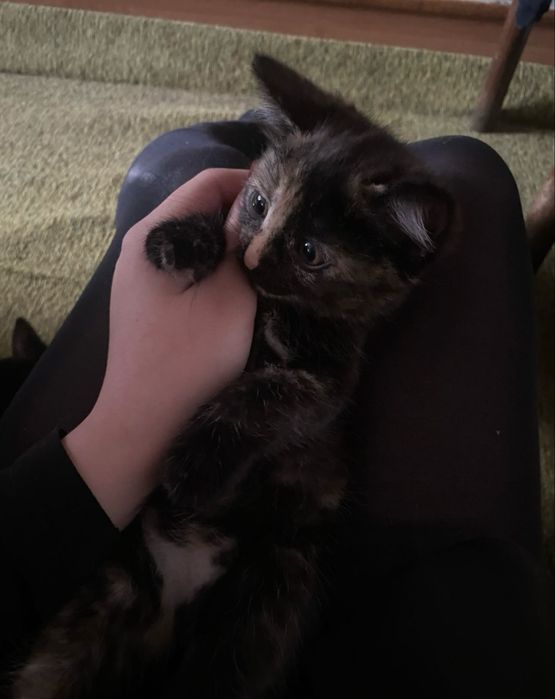 котенок, девочка
