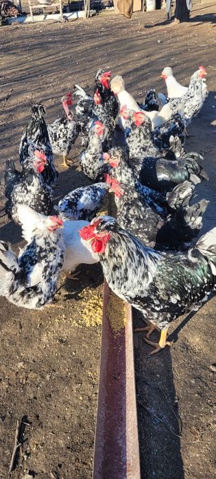 Ouă pentru incubat gaini moțate