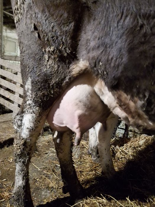 Vaca foarte bună de lapte