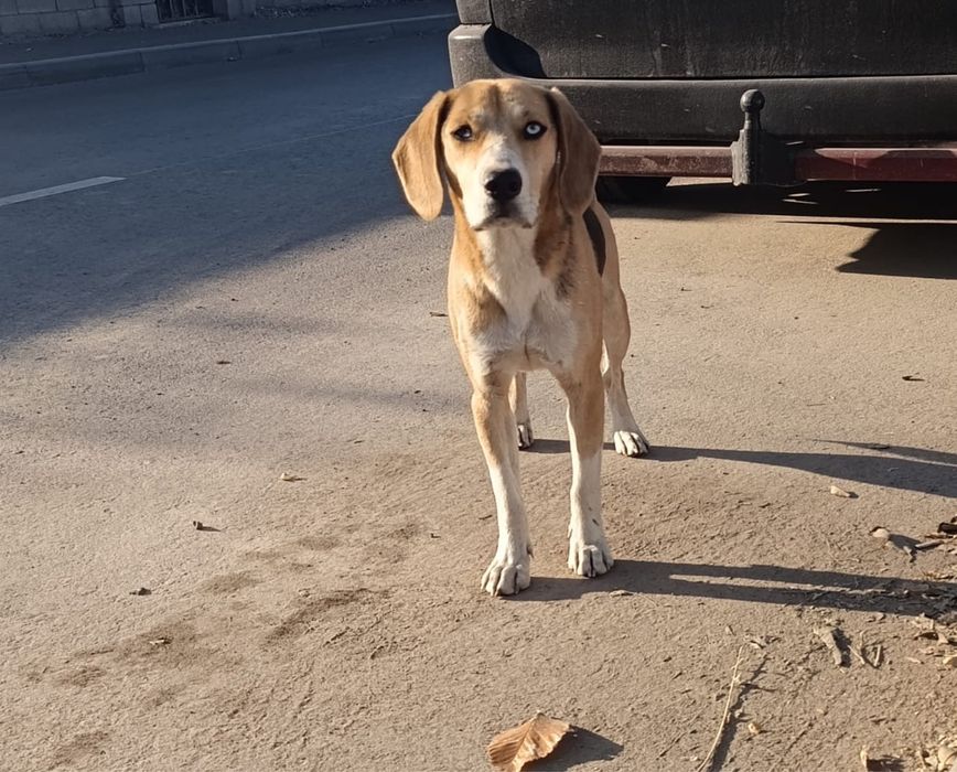 Собака ищет дом и любящих хозяев