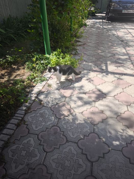 Отдам котят в хорошие,добрые руки