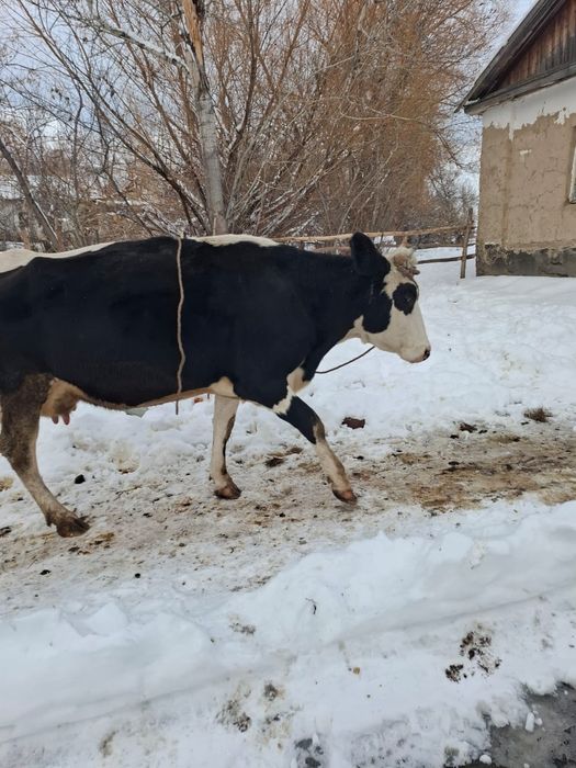 Продается корова