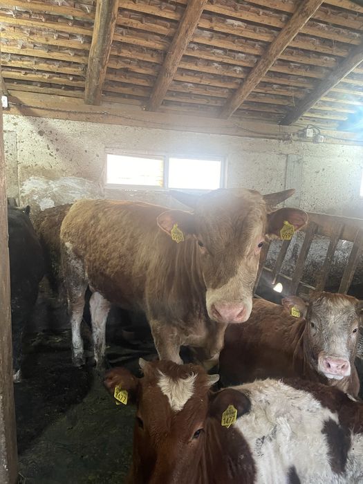 Tauri de vanzare intre 400-600kg