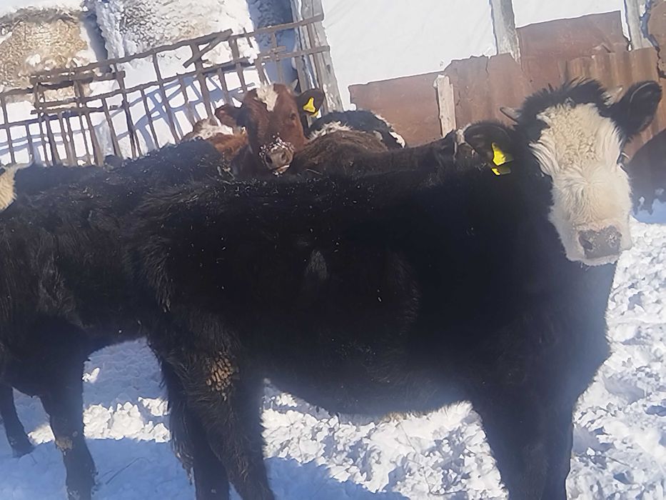 Продам трёх тёлочек на развод