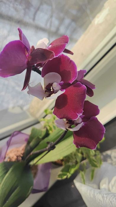 Орхидея фаленопсис Мишель.