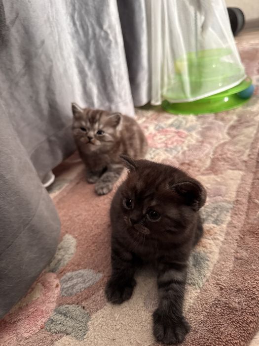 Продаются котята скоттиш страйт