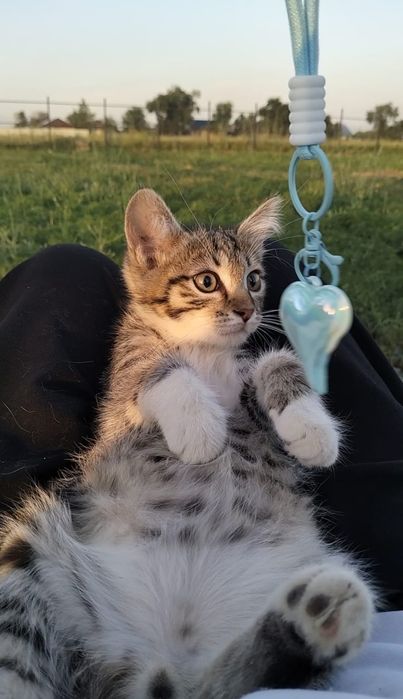 Котята в хорошие руки
