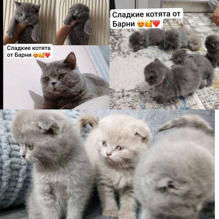 Nasl olishga mushuk Вязка