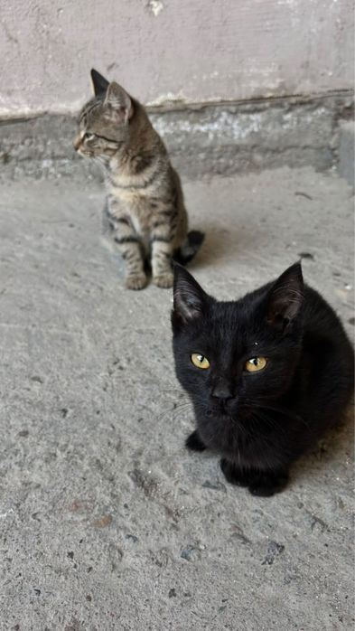 очень хорошие котята ищут дом