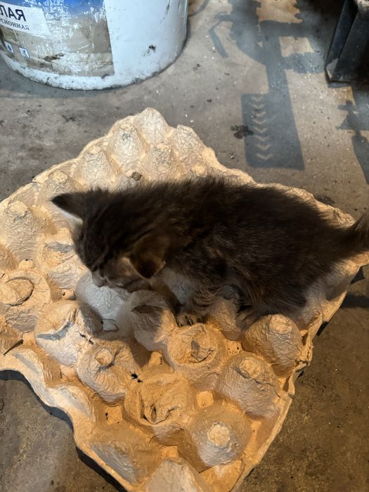 Отдам в хороие руки котят