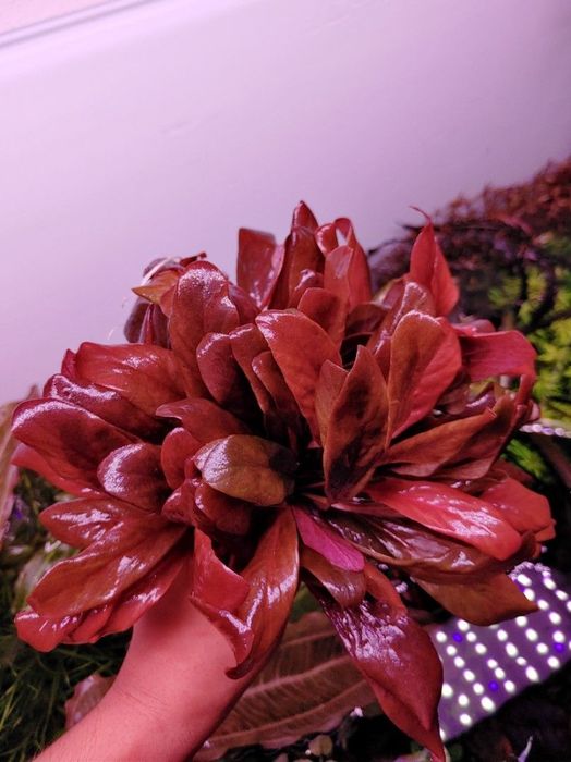 Samolus parviflorus red