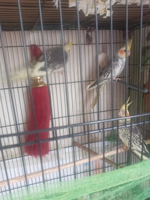 Karella qushlar sotiladi