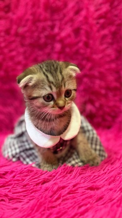 Продажа шотланских котят