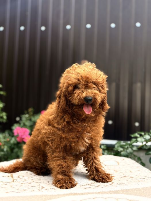 Vand baietel pudel/poodle/caniche
