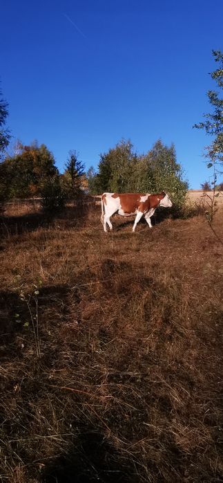 Vând vaci, viței și taur