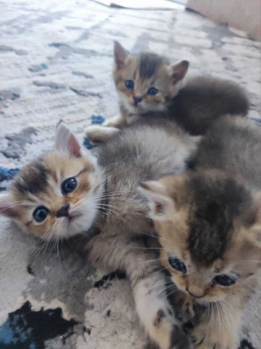 продаются золотистые и серебрситые шиншиллы котята