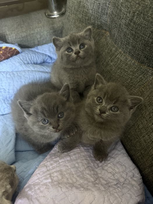 Продаются котята.