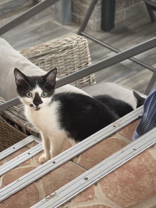 Pisicute pentru adoptie