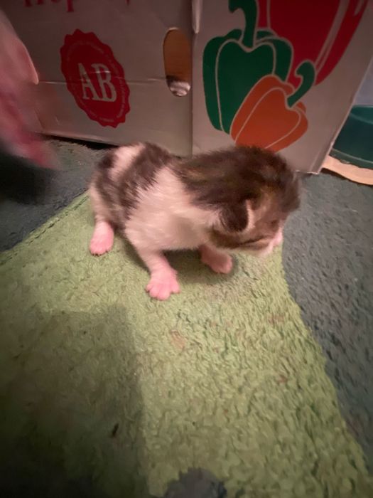 Продам котят вислоухие шотлпндцы