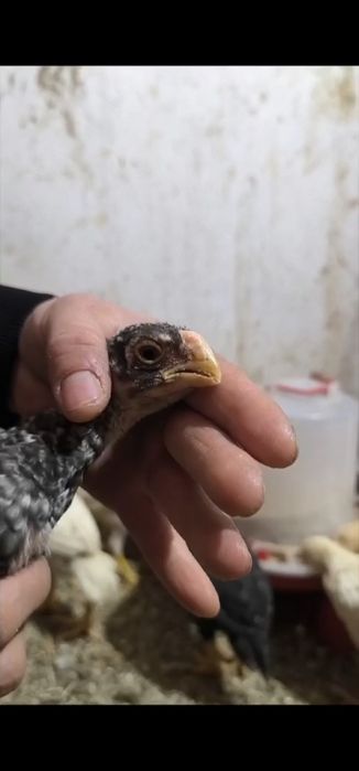 Xon azill parrot индийски азил