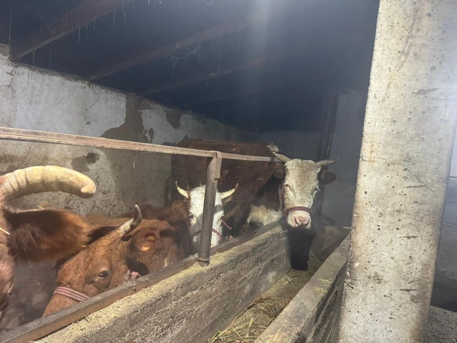 Сиыр сатылады  документы бәрі бар