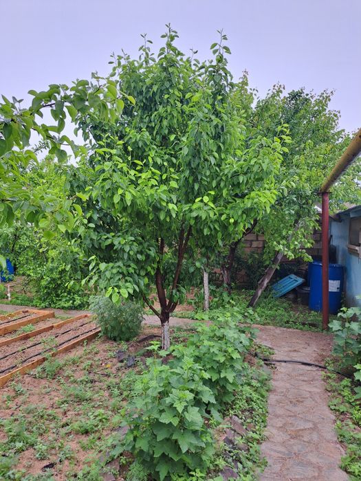 Продаю кусты красной смородины