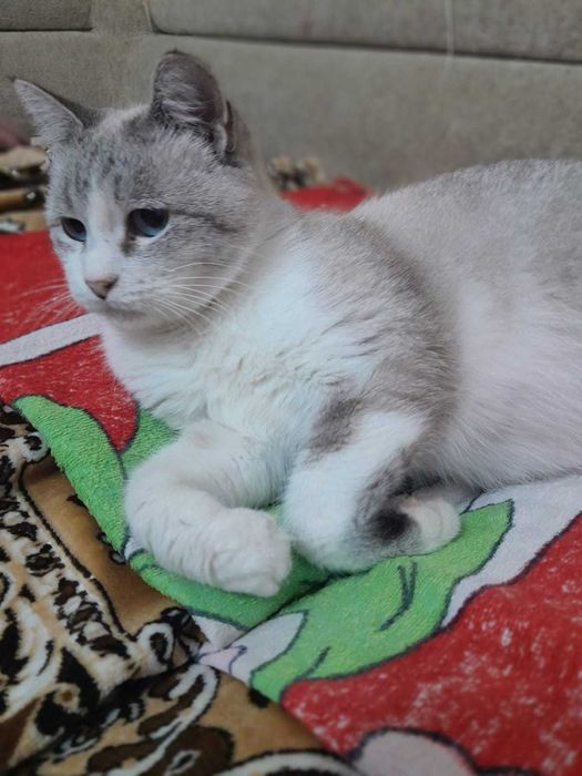 Отдам в добрые руки