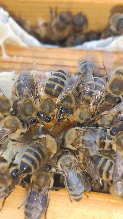 Сотовый мёд. Мёд в сотах. Асал.