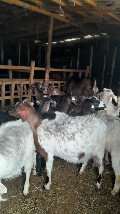 Vând capre metis anglonubian