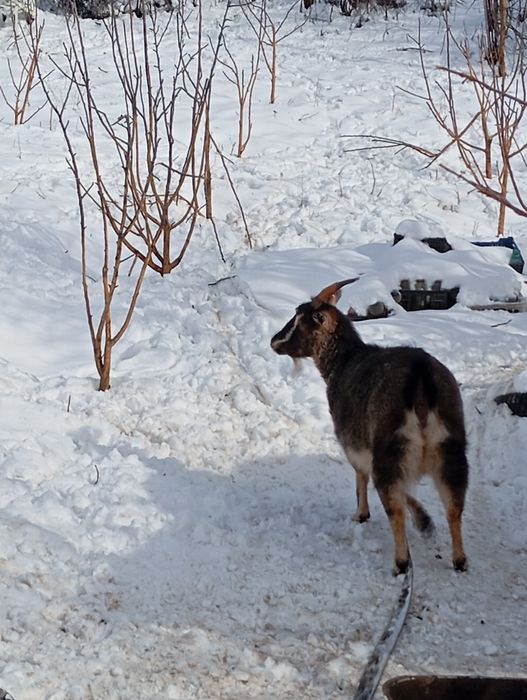 Козы породистые ,молочные.