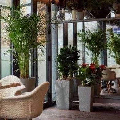 Цветы для дома и офиса. Гуллар