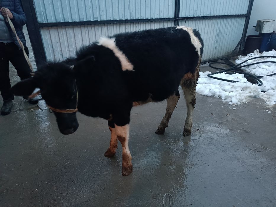 Продается тёлка.