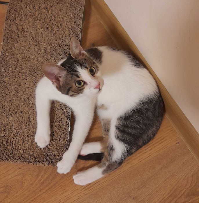 Мони търси дом и добри стопани!