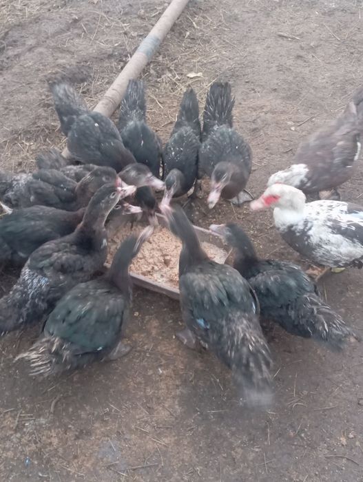 Продаю индоуток !!!молодых