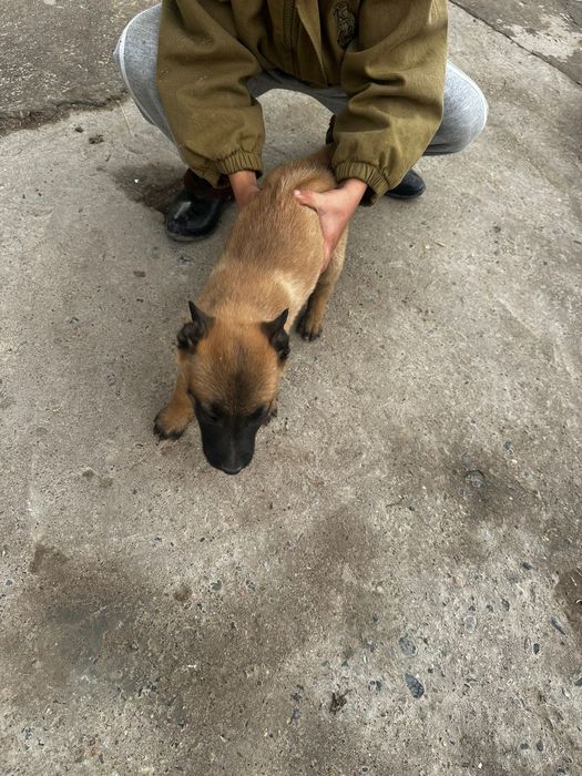 Кушиктер зор иттин балдары