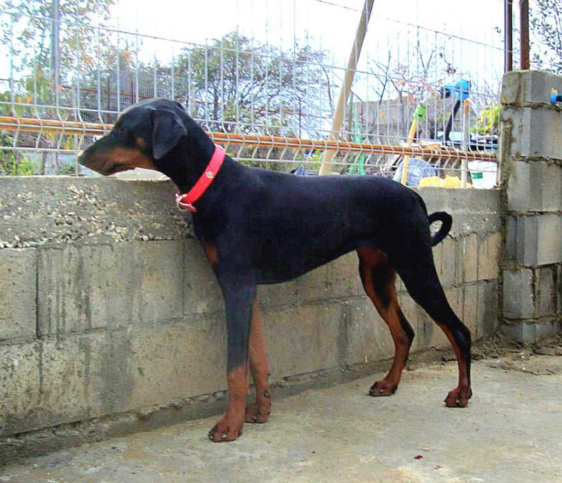 Расови Добермани на 8 месеца, от развъдник Елит Доберман, Варна