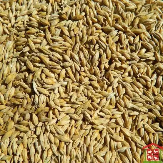 Семяна Ячменя (Арпа тукымы)