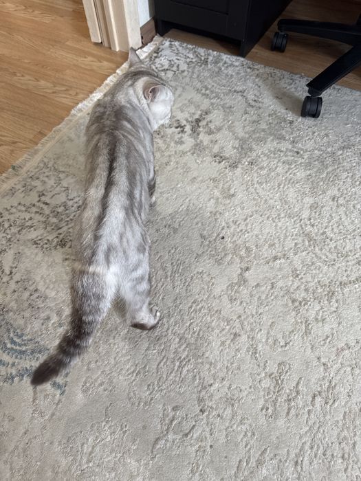 Отдам кота год и 9 месяцев