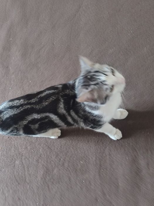 Bir qutb porno onlayn boglangan jinsiy aloqa ikki