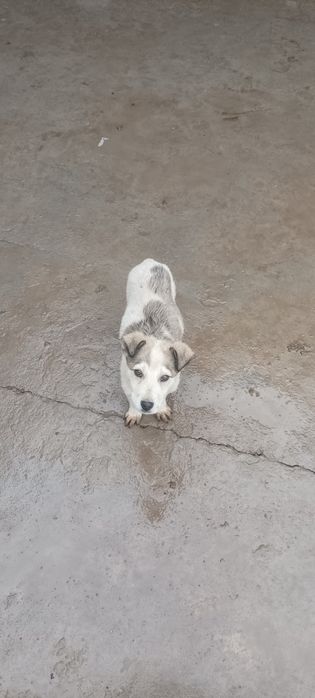 Olabay itchalar 3 oylik