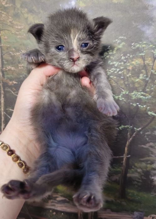 Maine coon fetita pedigree felisa autorizata