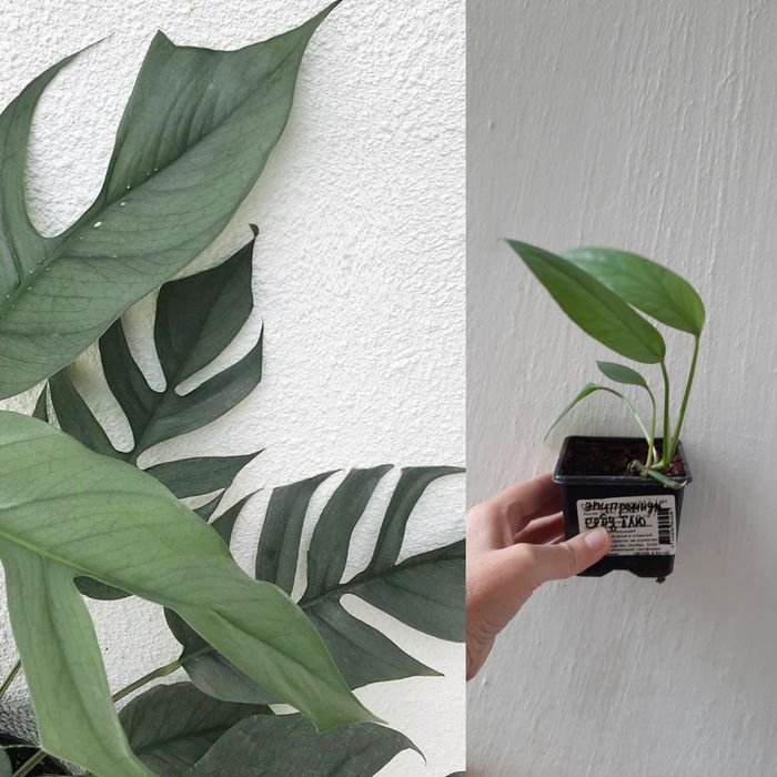 Эпипремнум себу блю редкий сорт неприхотливый укорененный отросток