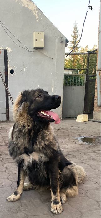 Продам кавказскую овчарку