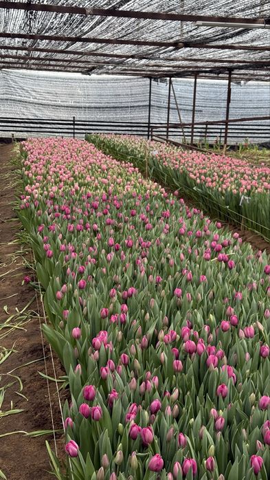 Тюльпаны оптом  на 8 марта