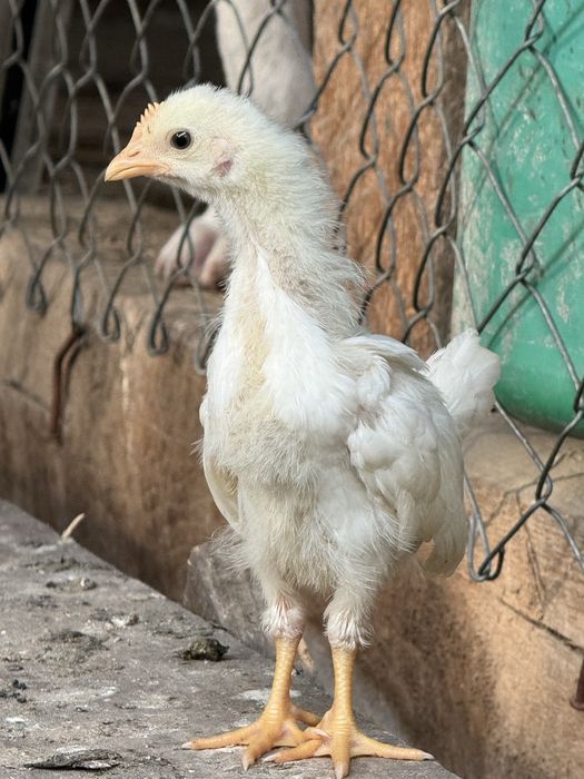 Pui leghorn alb