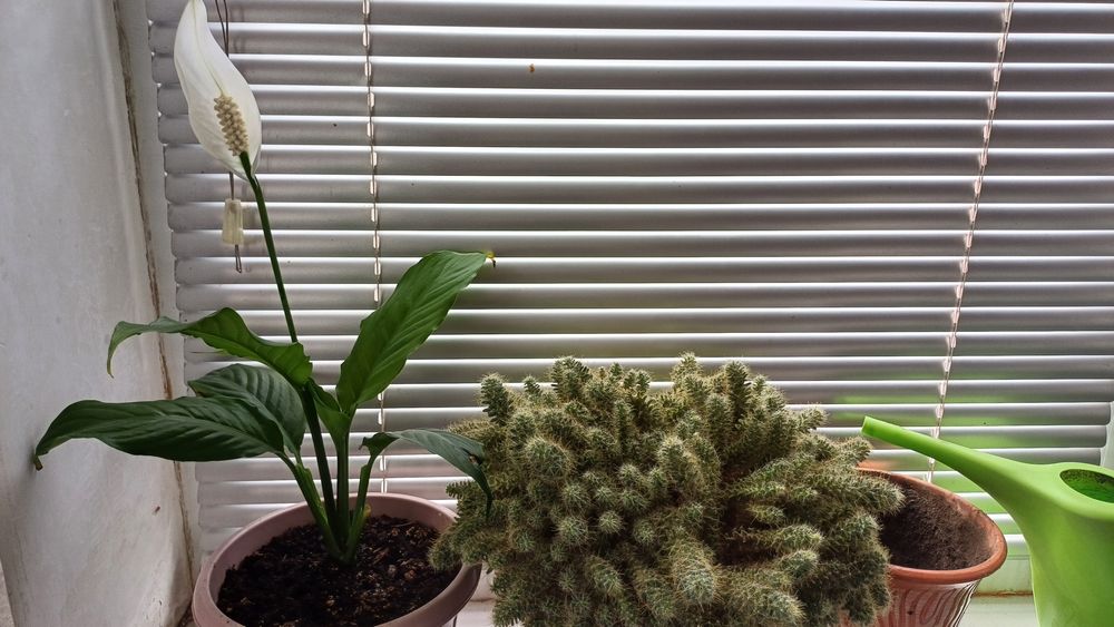 Комнатные растения, цветы