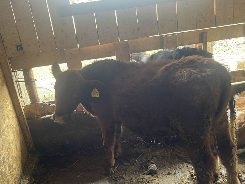 Tauras angus 5 luni 200 kg.