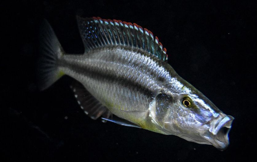 Димидиохромис компрессицепс цихлида нож