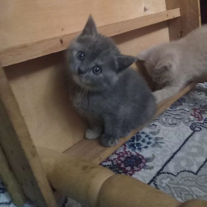 Mushukchalar sotiladi