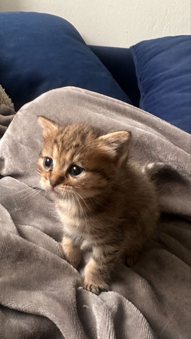 Котятки ищут дом
